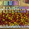 【家庭菜園】初心者でも1株で1,000個収穫できるミニトマトの育て方（メロディトマトシステム）