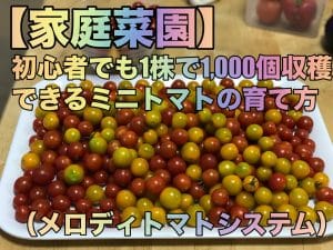 【家庭菜園】初心者でも1株で1,000個収穫できるミニトマトの育て方（メロディトマトシステム）