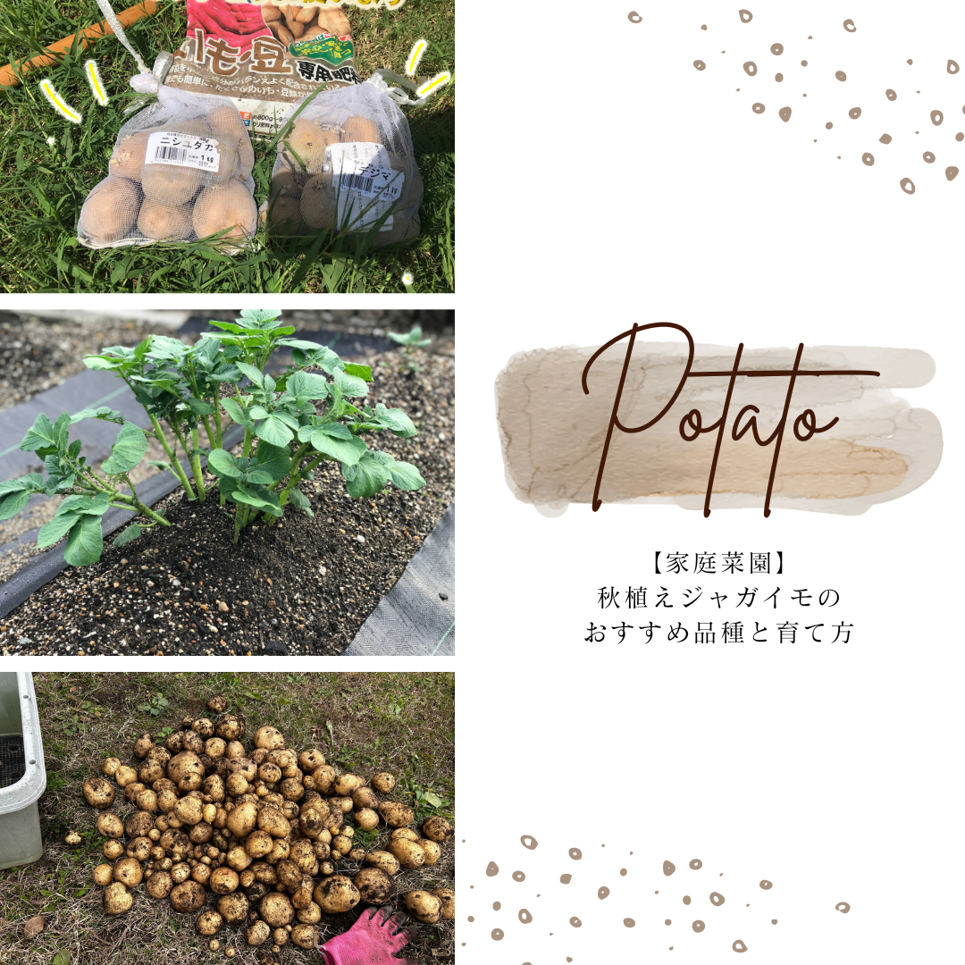 【家庭菜園】秋植えジャガイモのおすすめ品種と育て方